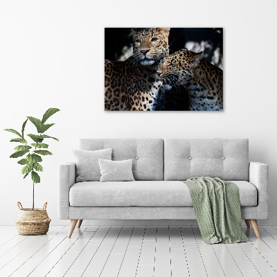 Foto op canvas Twee luipaarden