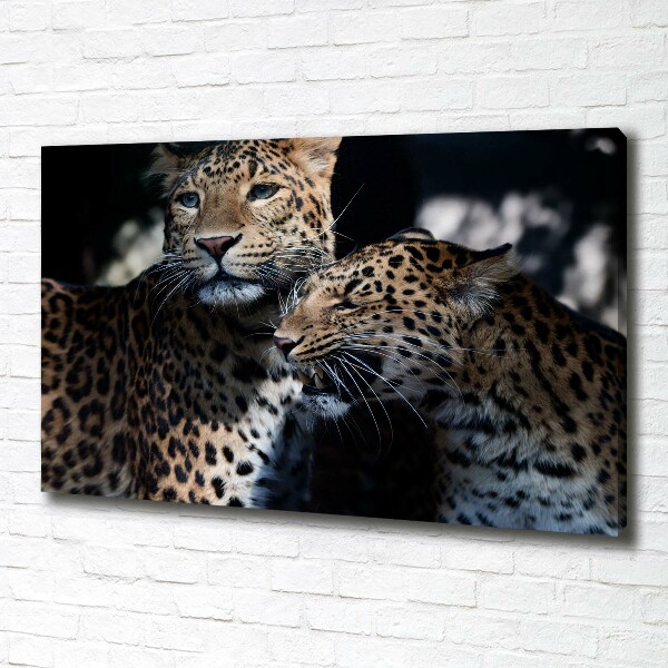 Foto op canvas Twee luipaarden