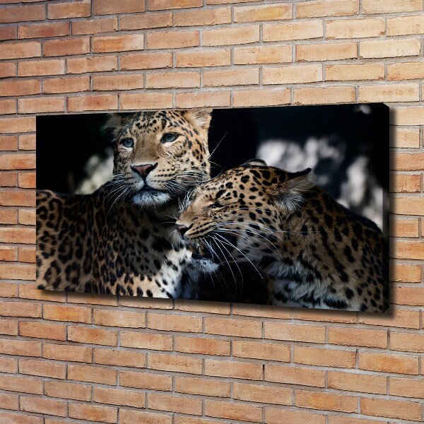 Foto op canvas Twee luipaarden