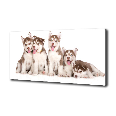 Canvas foto Husky-puppy's