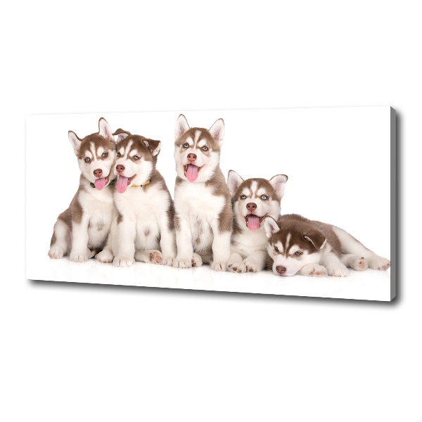 Canvas foto Husky-puppy's