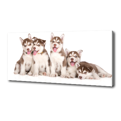 Canvas foto Husky-puppy's