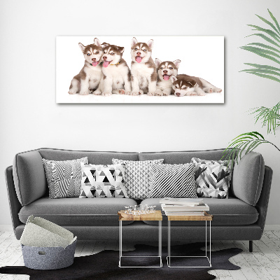 Canvas foto Husky-puppy's