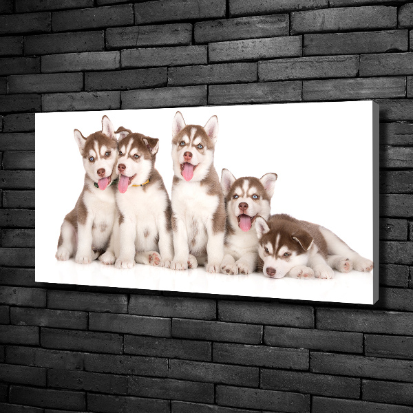 Canvas foto Husky-puppy's