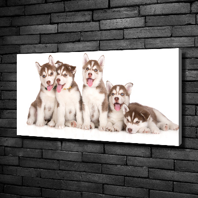 Canvas foto Husky-puppy's