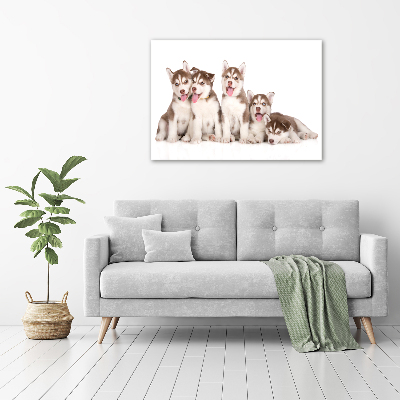 Canvas foto Husky-puppy's