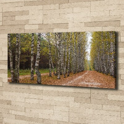 Foto op canvas Berkenlaan