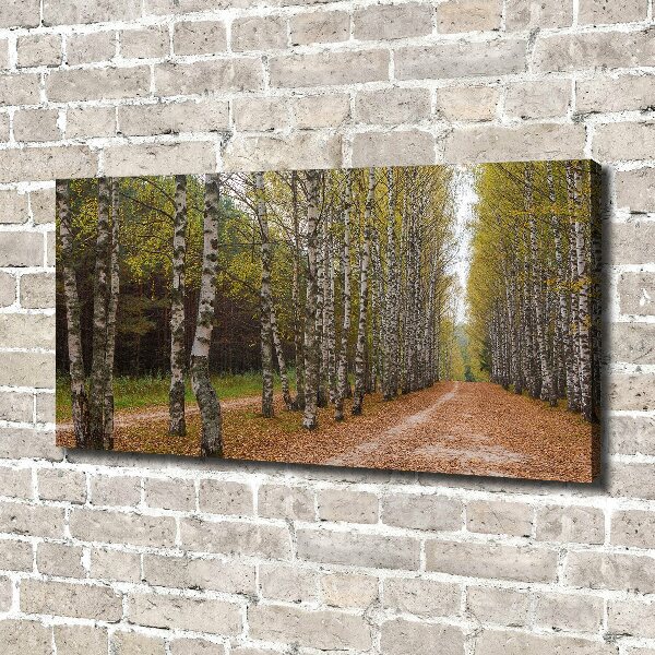 Foto op canvas Berkenlaan