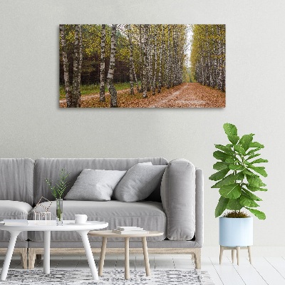 Foto op canvas Berkenlaan