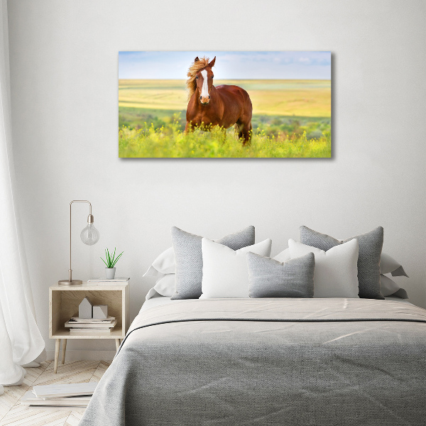 Foto canvas Bruin paard