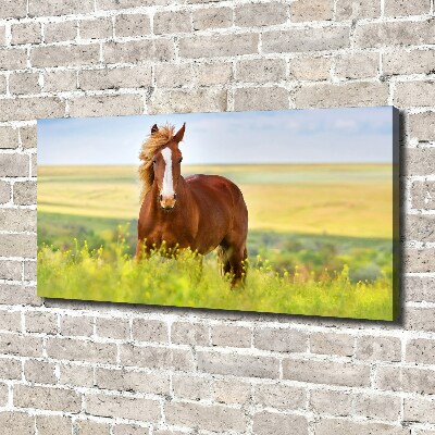 Foto canvas Bruin paard