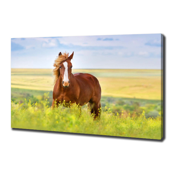 Foto canvas Bruin paard