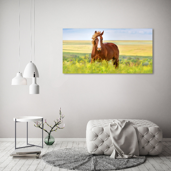Foto canvas Bruin paard