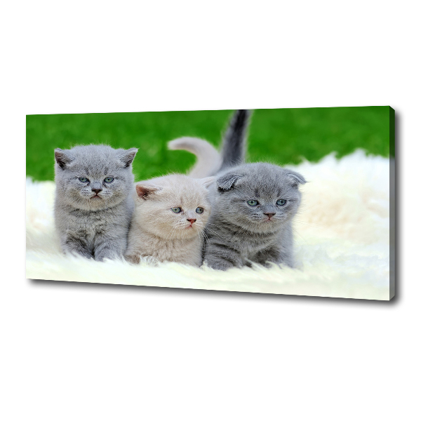 Foto canvas Drie katten op een deken