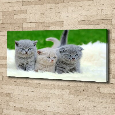 Foto canvas Drie katten op een deken