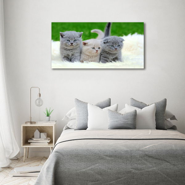 Foto canvas Drie katten op een deken