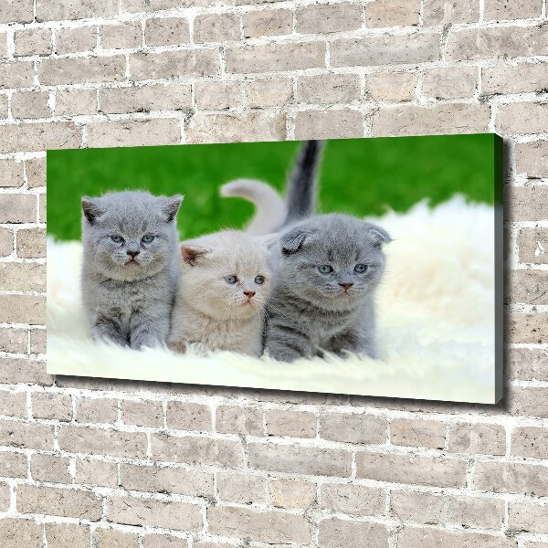 Foto canvas Drie katten op een deken