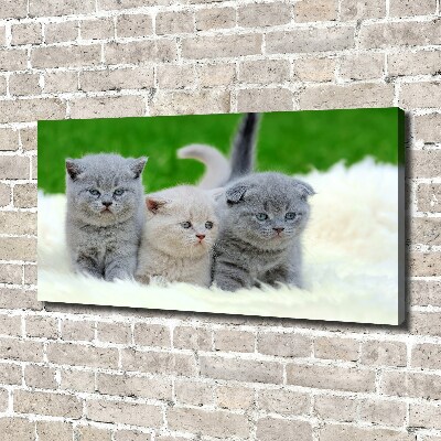 Foto canvas Drie katten op een deken
