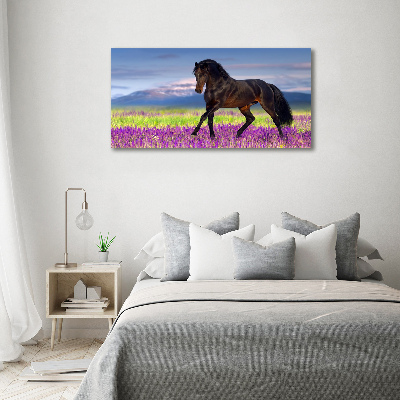 Foto op canvas Een paard in een lavendelveld