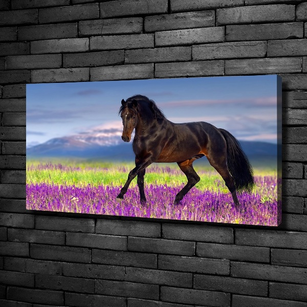 Foto op canvas Een paard in een lavendelveld