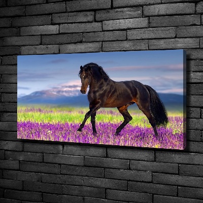 Foto op canvas Een paard in een lavendelveld
