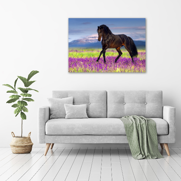 Foto op canvas Een paard in een lavendelveld