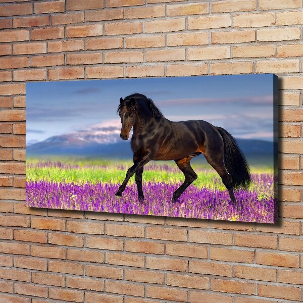 Foto op canvas Een paard in een lavendelveld