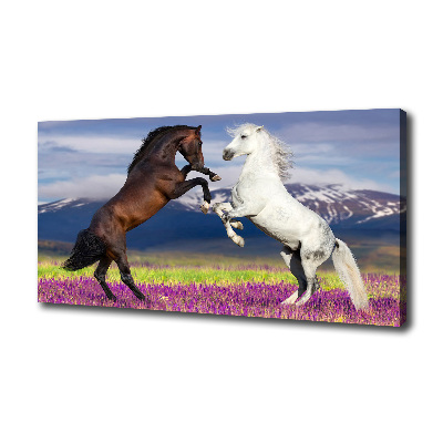 Canvas foto Vechtende paarden van de bergen