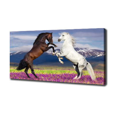 Canvas foto Vechtende paarden van de bergen