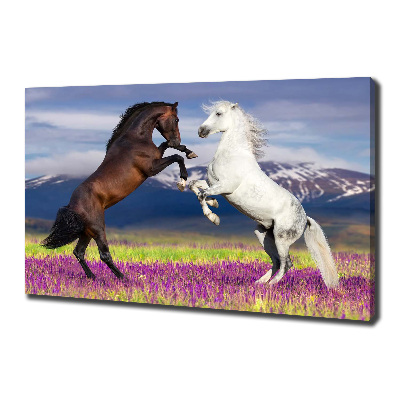 Canvas foto Vechtende paarden van de bergen