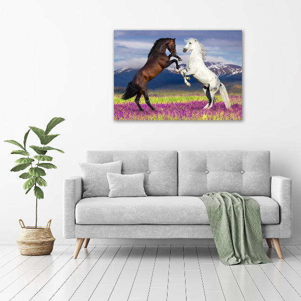 Canvas foto Vechtende paarden van de bergen