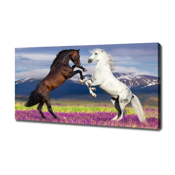 Canvas foto Vechtende paarden van de bergen