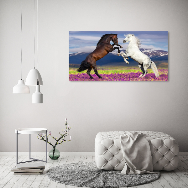 Canvas foto Vechtende paarden van de bergen
