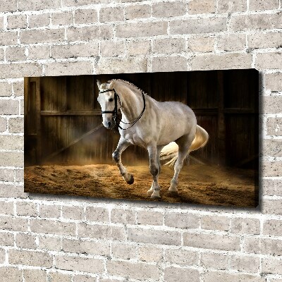 Canvas schilderij Wit paard in de stal