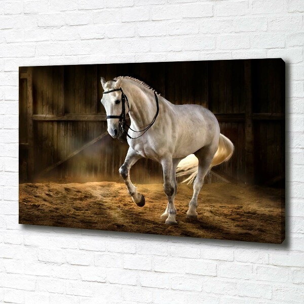 Canvas schilderij Wit paard in de stal