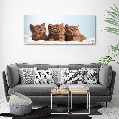 Canvas foto Kittens op een handdoek