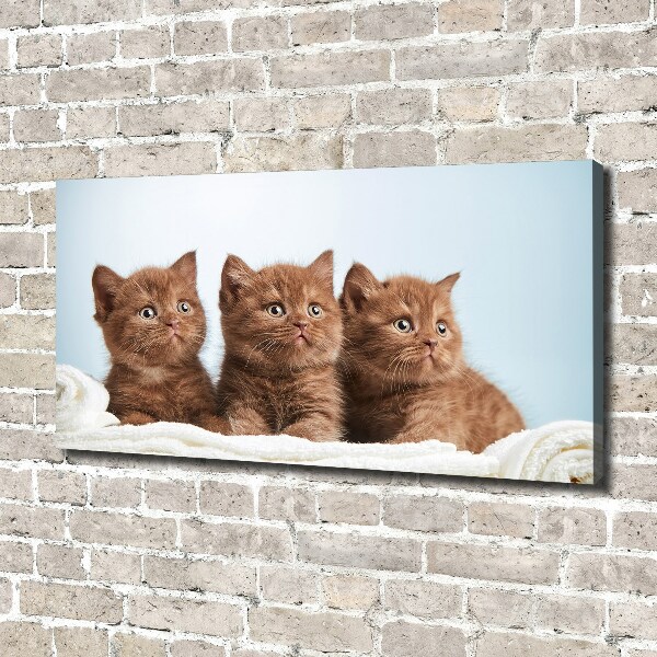 Canvas foto Kittens op een handdoek