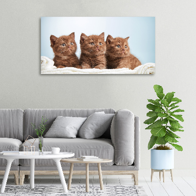 Canvas foto Kittens op een handdoek