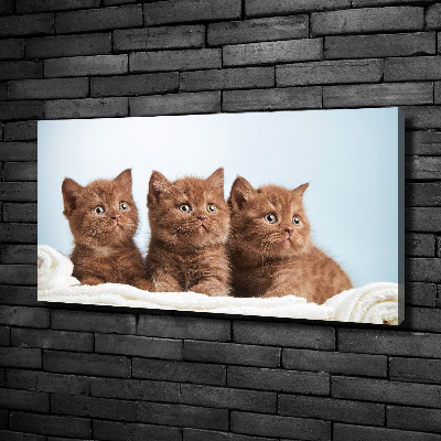 Canvas foto Kittens op een handdoek
