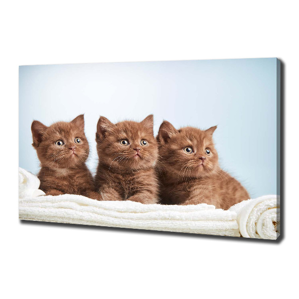 Canvas foto Kittens op een handdoek