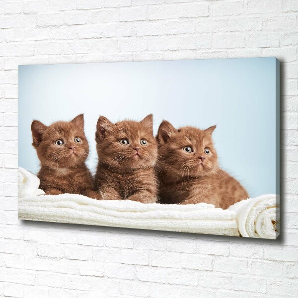 Canvas foto Kittens op een handdoek