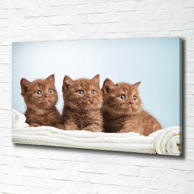Canvas foto Kittens op een handdoek