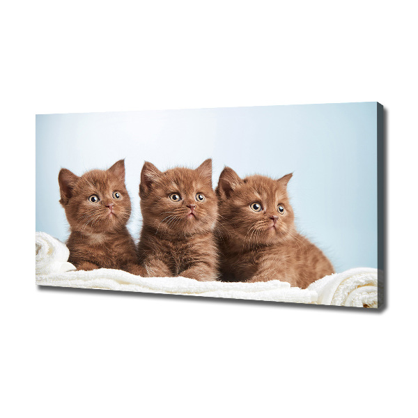 Canvas foto Kittens op een handdoek