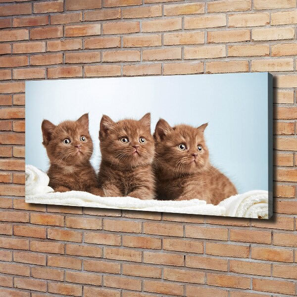 Canvas foto Kittens op een handdoek