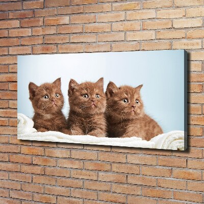 Canvas foto Kittens op een handdoek
