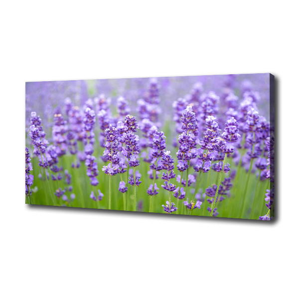 Foto canvas Lavendel