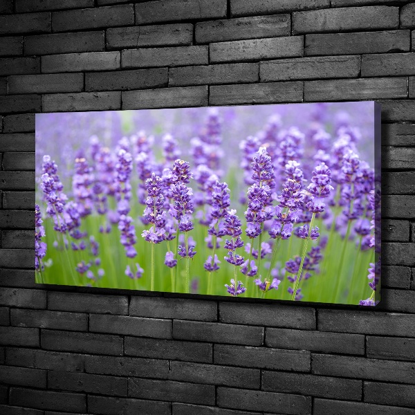 Foto canvas Lavendel