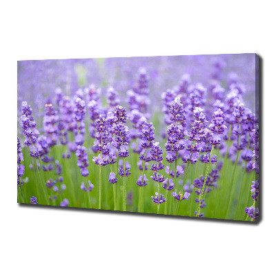 Foto canvas Lavendel