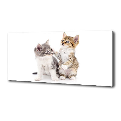 Foto canvas Twee kleine katjes