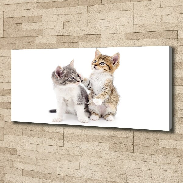 Foto canvas Twee kleine katjes